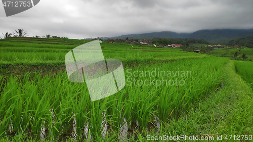 Image of Jatiluwih rice terrace day in Ubud, Bali