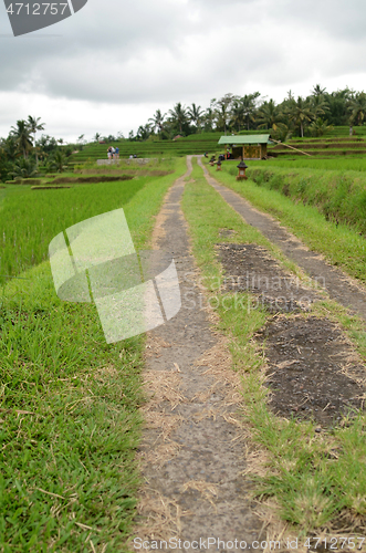 Image of Jatiluwih rice terrace in Ubud, Bali