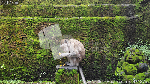 Image of Monkey sitting on a stone