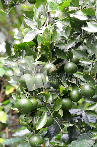 Image of Green organic citrus fruit