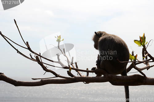 Image of Monkey on tree on summer day