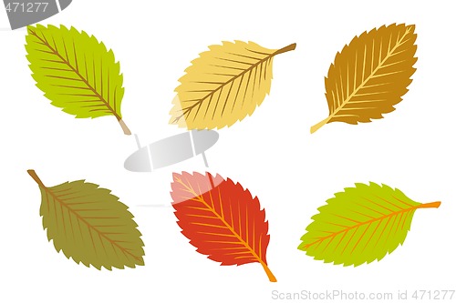 Image of colorful autumn leaves 