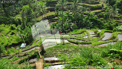 Image of Tegalalang rice terraces in Ubud, Bali