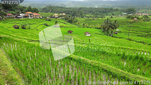 Image of Jatiluwih rice terrace day in Ubud, Bali