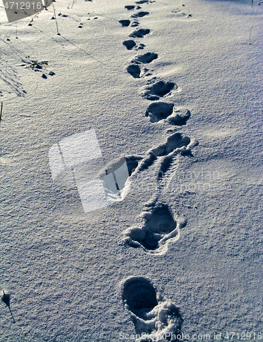 Image of Fresh snow foot prints in sunlights