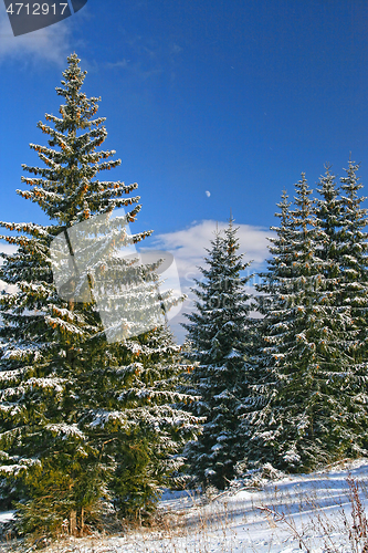 Image of Winter scene of forest opening, conifer tree