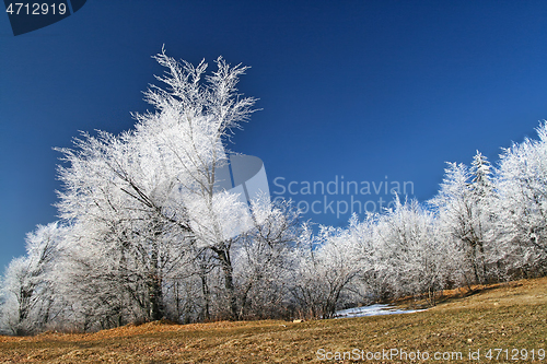 Image of White frozen trees with the blue sky
