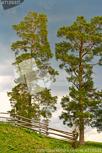 Image of Coniferous tree and wood fence