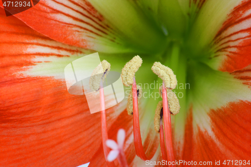 Image of Close up of red amaryllis