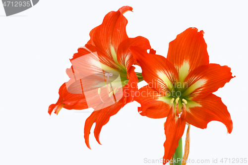 Image of Red Amaryllis over white