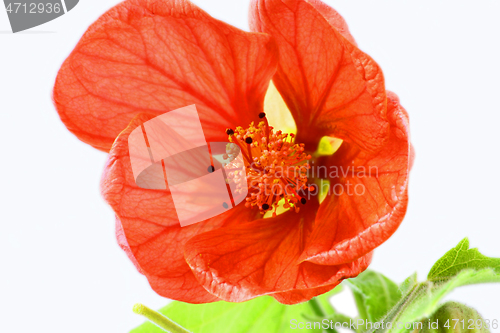 Image of Close image of orange abutilon flower