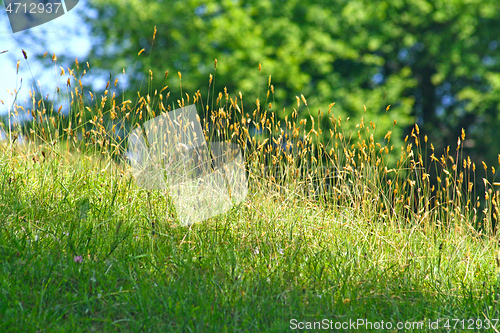 Image of Focused green grass on the hill