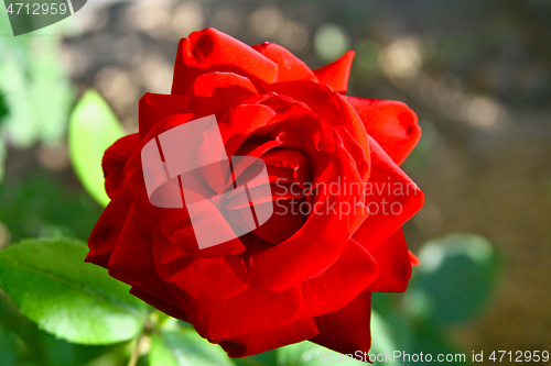 Image of Close image of a red rose