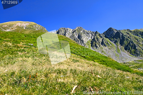 Image of Alpine meadow in summer mountain