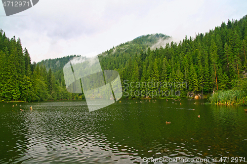 Image of Rainy morning at beautiful forest lake