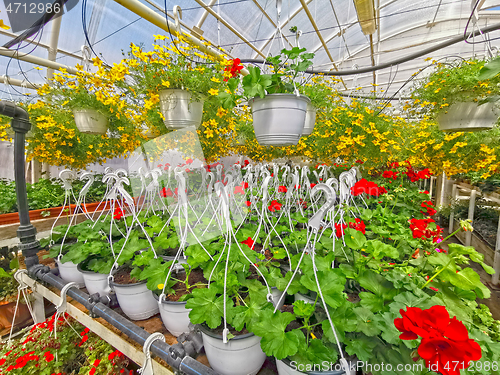Image of Blooming flowers in commercial greenhouse