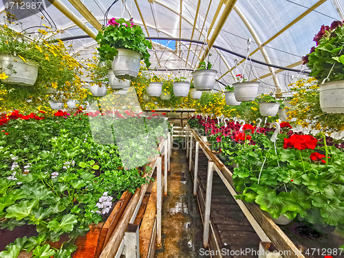 Image of Blooming flower in greenhouse