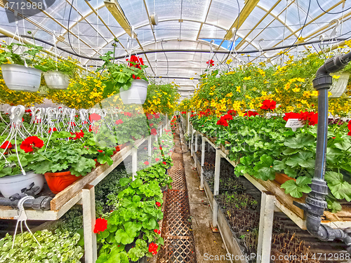 Image of Hangers with ornamental flowers in greenhouse