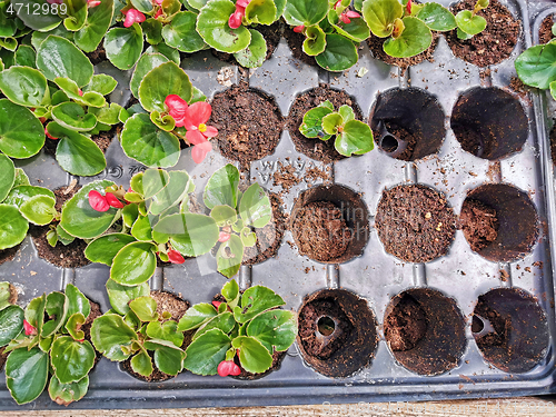 Image of Seedling spring in greenhouse