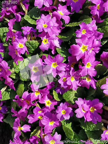 Image of Primula flowers, background image