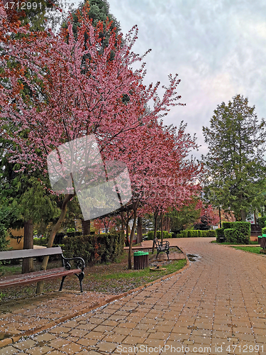 Image of Cherry blossom tree on park alley