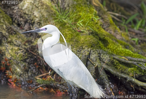 Image of Fishing aigrette bird