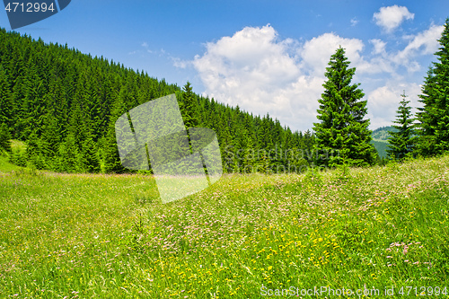 Image of Summer sunny day mountain trees