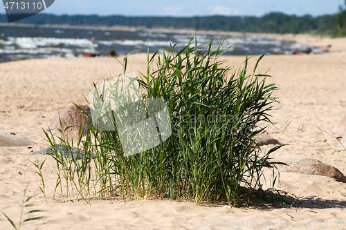 Image of Seagrass in sandy beach