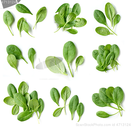 Image of fresh green spinach leaves