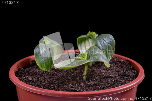 Image of Small green cucumbers seedling