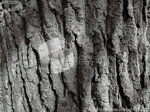 Image of Tree bark texture