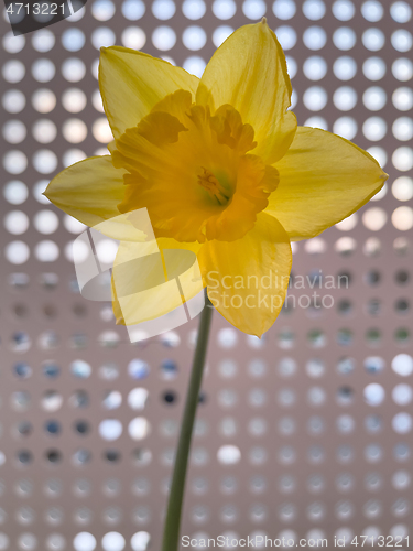 Image of Spring Daffodil flowers