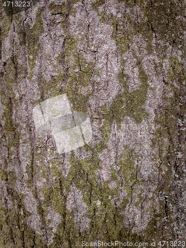 Image of Tree bark texture