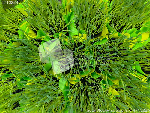 Image of Green grass in pot