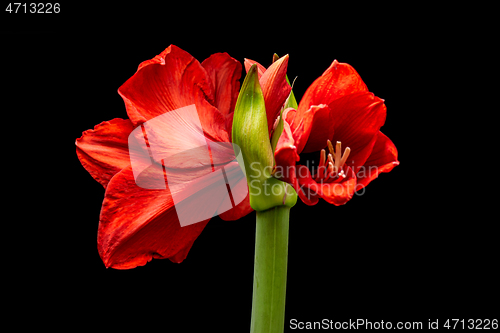 Image of Blooming red Amaryllis flower