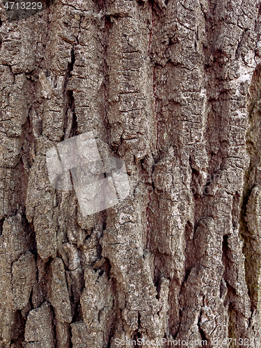 Image of Tree bark texture