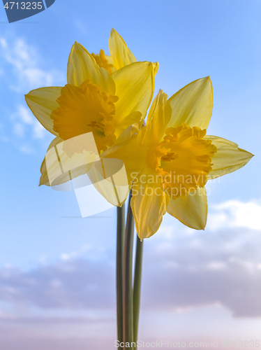 Image of Spring Daffodil flowers