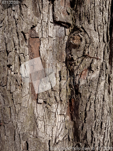 Image of Tree bark texture