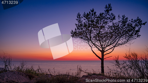 Image of Tree on beach at sunset