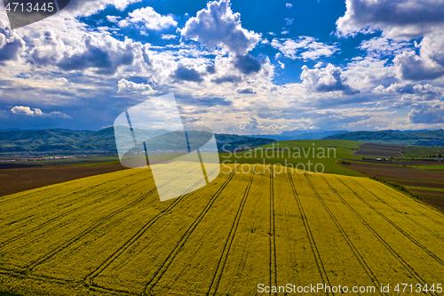Image of Rape seed field with tractor tracks