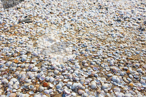 Image of shells on the beach sand