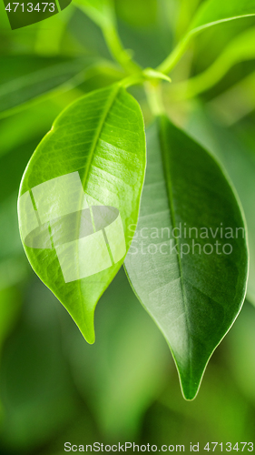 Image of fresh green leaves