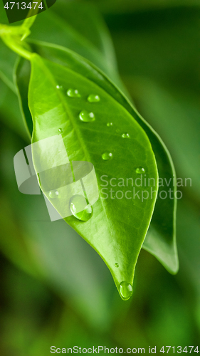 Image of fresh green leaves