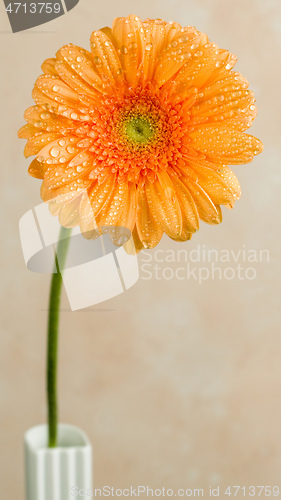 Image of beautiful gerbera flower