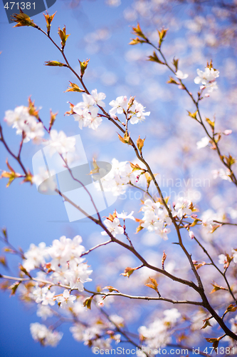 Image of blossoming tree