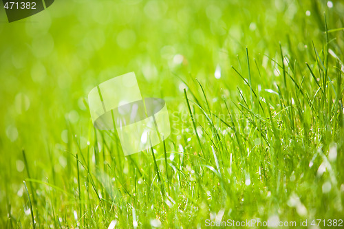 Image of green grass close-up