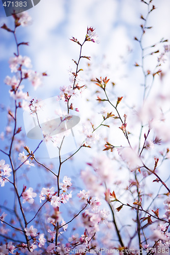 Image of blossoming tree