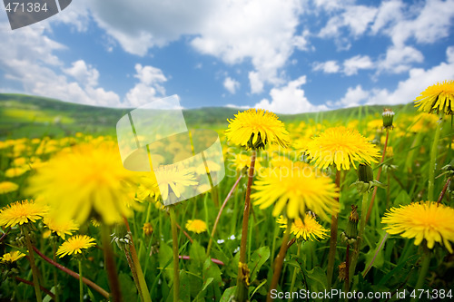 Image of summer dandelion field
