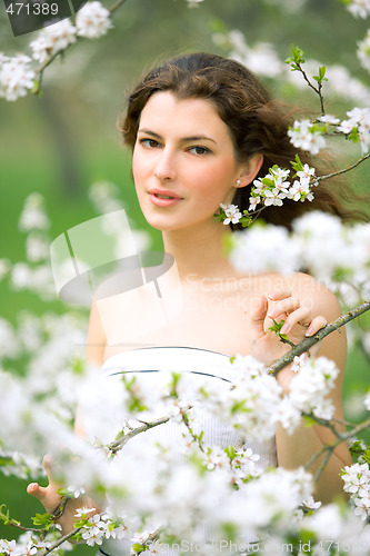 Image of spring beauty