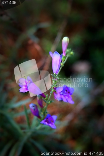 Image of Blue Bells